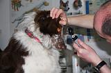 AUSCULTATION 267